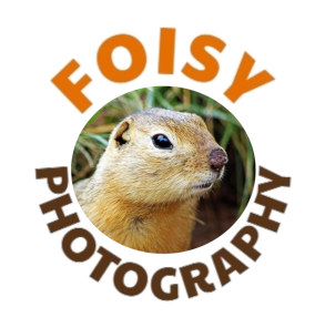 Foisy’s Photography